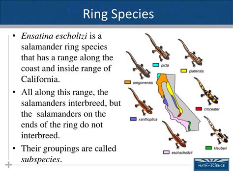 PPT - Macroevolution Part II: Allopatric Speciation PowerPoint Presentation - ID:6718335