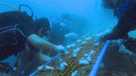 Philippines divers plant nurseries for damaged coral | Townsville Bulletin