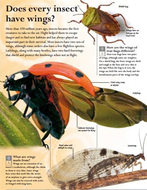 Does every insect have wings? | Agriculture Information Bank