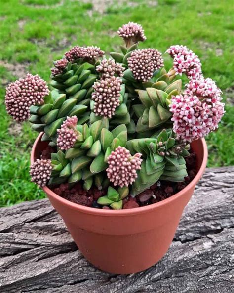 Crassula Springtime 101: Care and Propagation Simplified | Succulent Alley