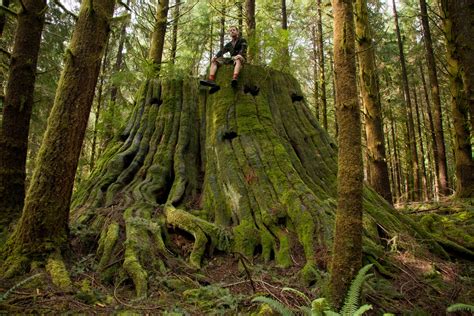 Seymour old-growth hike: UBC Ancient Forest Committee. A return to the Temple of Time Grove of ...