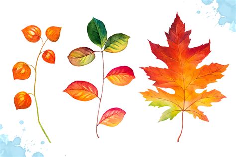 Autumn leaves. Watercolor set. by AlexG | Design Bundles