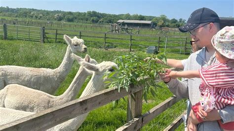 Hogshaw Farm & Wildlife Park - Places to go | Lets Go With The Children