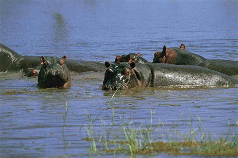 Lake Kariba, Zimbabwe: The Complete Guide