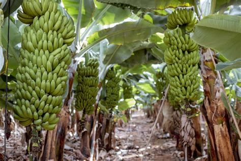 Cavendish Banana Farming in the Philippines: Cultivation Practices