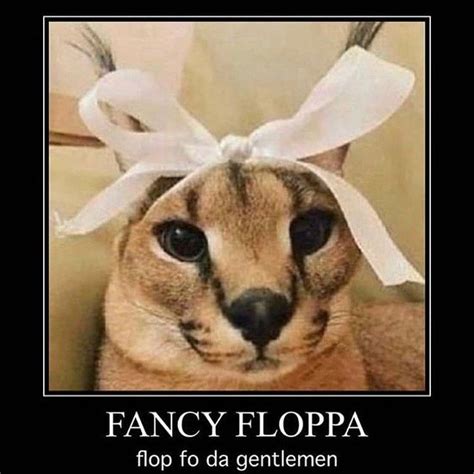 Floppa enthusiast on Instagram: “Floppaposting again” | Cute cats, Stupid memes, Kitty