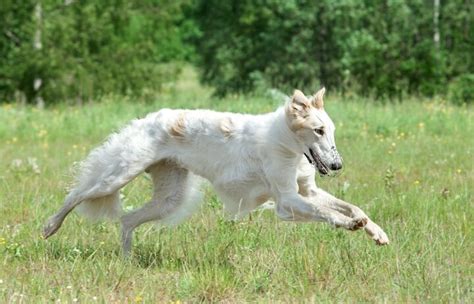 Borzoi Dog Breed Information and Pictures - Petguide | PetGuide