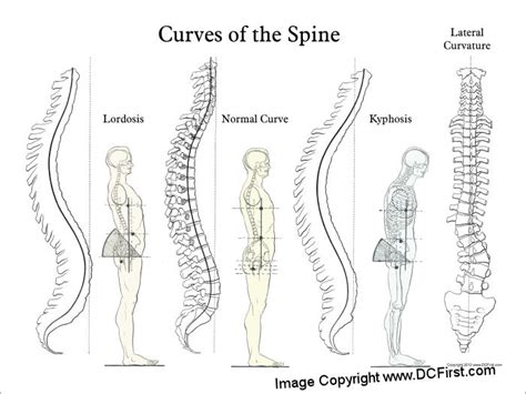 Curves of the Spine Poster