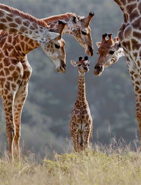 Family Portraits of Animals