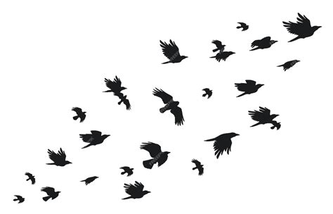 Premium Vector | Flock of crows Flying black birds in sky monochrome flutter raven silhouette ...