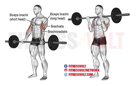 Barbell Curl: How To, Benefits, Muscles Worked, and Variations – Fitness Volt