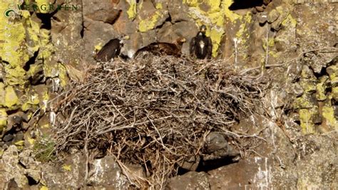 Golden Eagle Nest | Washington - YouTube