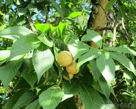 fruit trees native to ohio - Shelby Broussard