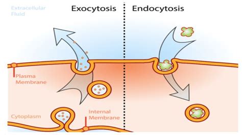 Endocytosis/Exocytosis Diagram Diagram | Quizlet