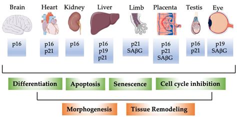 Cells | Free Full-Text | The Senescence Markers p16INK4A, p14ARF/p19ARF, and p21 in Organ ...