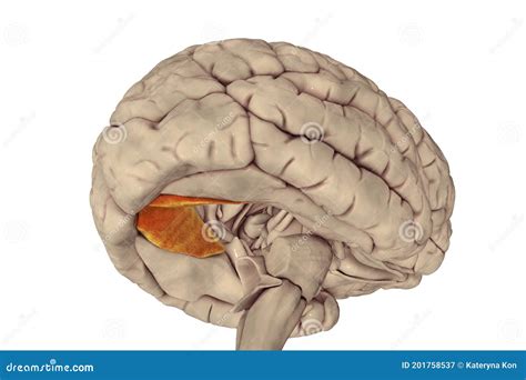 Human Brain with Highlighted Lingual Gyrus Stock Illustration ...