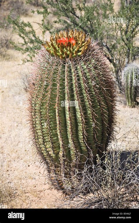 Cactus Saguaro NP Arizona USA Stock Photo - Alamy