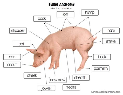 Swine or Pig Anatomy Worksheets for Elementary Students - Homeschool ...