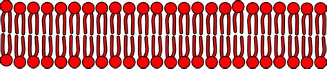 Cell Membrane Clip Art at Clker.com - vector clip art online, royalty free & public domain