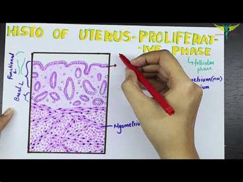 Histology of Uterus-Proliferative Phase or Follicular Phase - YouTube