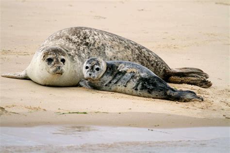 Bishops Boats - Seal Trips | Visit East of England