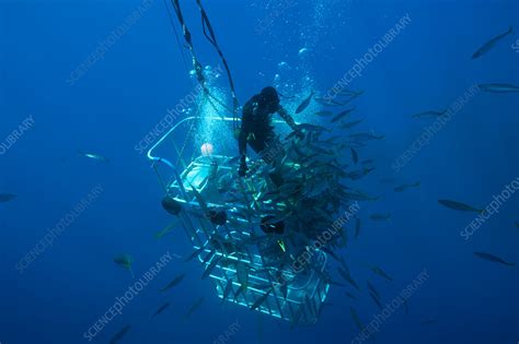 Great White Shark Cage Diving - Stock Image - C031/9099 - Science Photo Library