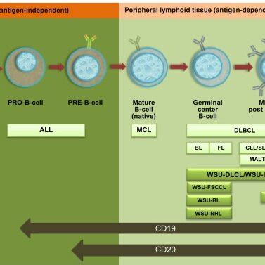 (PDF) Targeting CD19 in B-cell lymphoma: Emerging role of SAR3419