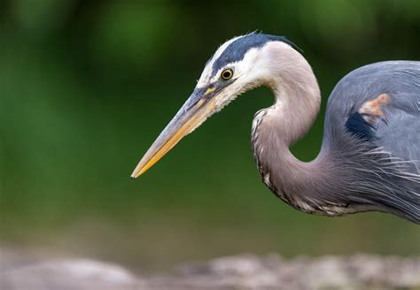 What do great blue herons eat? 8 amazing facts about these beautiful ...