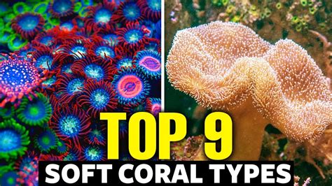 The 9 Best Soft Corals For Beginners 🐠 - YouTube