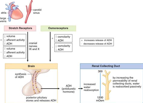 Endocrine Organs and Hormones - The Endocrine System - MCAT Biology Review