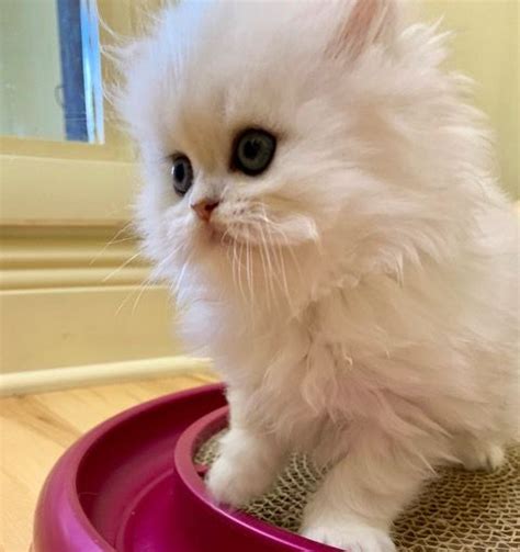 Teacup Persian Kitten for Sale at CatsCreation | Teacup persian kittens ...