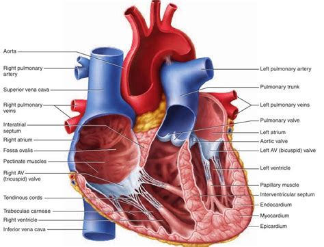 epicardium myocardium and endocardium of heart - Google Search | Heart diagram, Heart anatomy ...