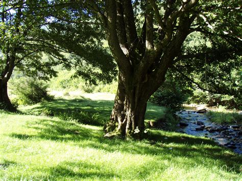 Free Images : tree, nature, grass, branch, lawn, meadow, countryside, flower, river, green ...