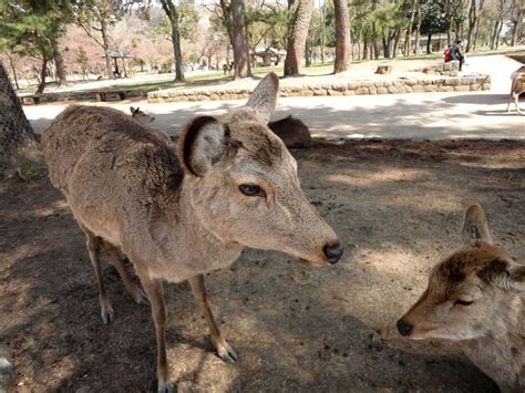 Asisbiz A young Sika deer takes a break from the tourists Nara Japan 03