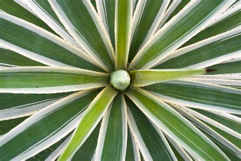 Green British Flag from Agave Plant. Stock Photo - Image of flag, background: 79486398