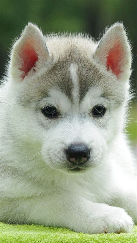 Bộ sưu tập husky cute wallpaper Những hình nền đáng yêu cho máy tính ...