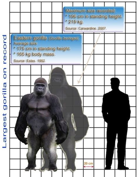 Gorilla Vs Human Size