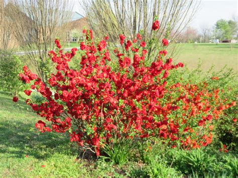 Double Take® Flowering Quince | What Grows There :: Hugh Conlon, Horticulturalist, Professor ...