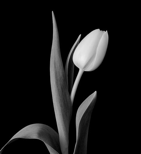 Tulip Flower Wallpaper Hd In Black Background | Best Flower Site