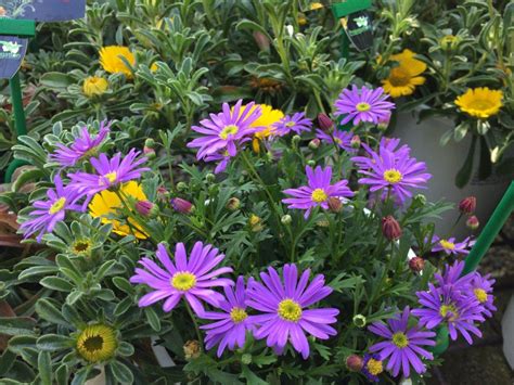 Brachyscome Angustifolia Brasco Violet (Common Name – Rock Daisy) 150mm Pot | Dawsons Garden World