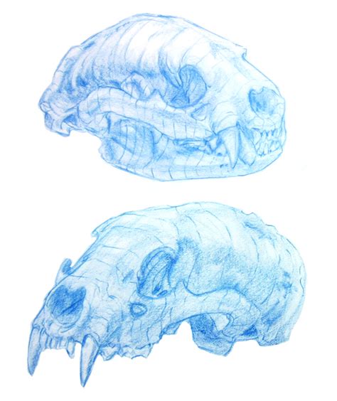 raccoon skull studies by unbadger on DeviantArt