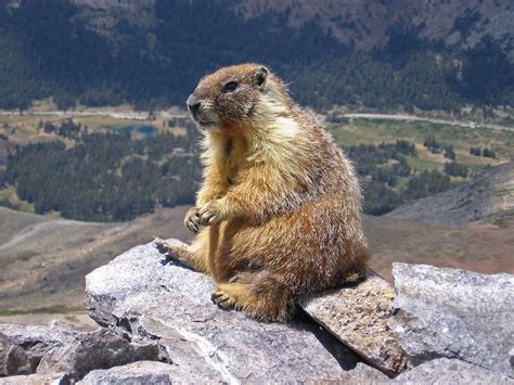 Olympic National Park officials seeking marmot monitors | Peninsula ...