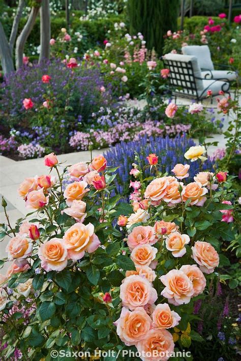 peach roses, purple | Rose garden design, Floribunda rose, Rose garden landscape