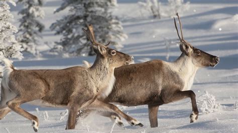 Reindeer running in snow, Alaska, USA - Bing Gallery