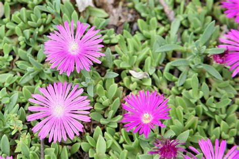 MPB5 Delosperma Seeds Ice Plant Seeds Table Mountain - Etsy