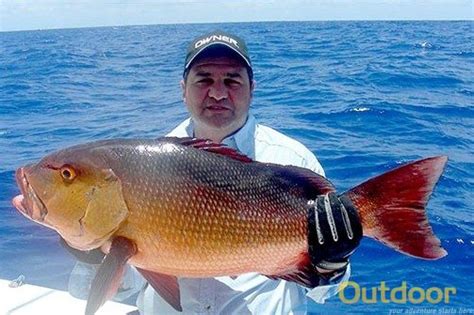 How many different types of SNAPPER are there in Florida waters?