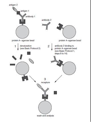 Immunoprecipitation Protocol: The Basics