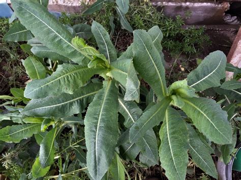 Wild Lettuce, Lactuca virosa