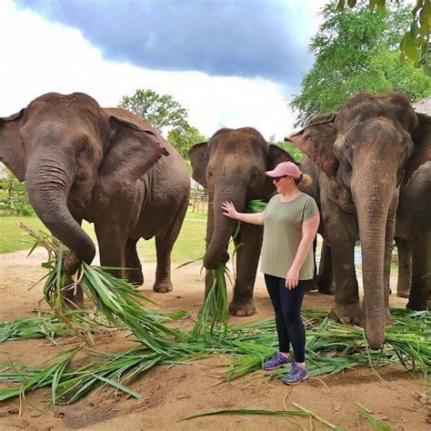 Bangkok Elephant Tour