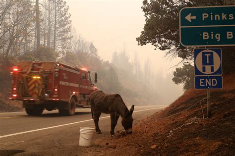 These Haunting Photos Show Animals Fleeing The Massive California Wildfires